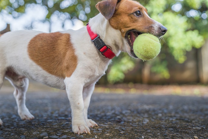 Coleira para Cachorro que Tenha Fecho com Encaixe de Trava Dificulta a Chance de Fugas