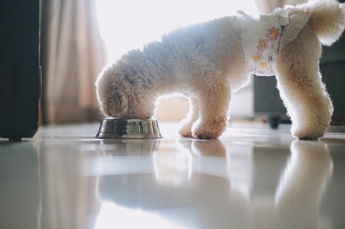 Para Garantir o Tamanho Ideal, Meça a Cintura do Cão Antes de Comprar a Fralda