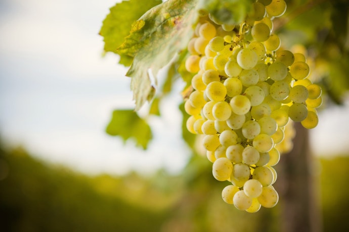 Um Prosecco Deve ser Feito com pelo Menos 85% de Uva Glera