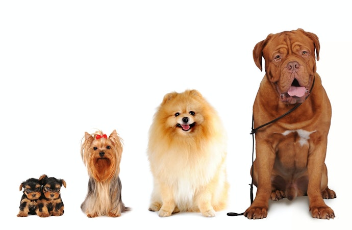 Veja Se as Dimensões do Banheiro São Adequadas ao Porte do Seu Cachorro