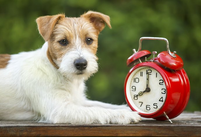 Para Proteção Prolongada, Opte por Antipulgas para Cachorro que com 30 Dias ou Mais de Ação
