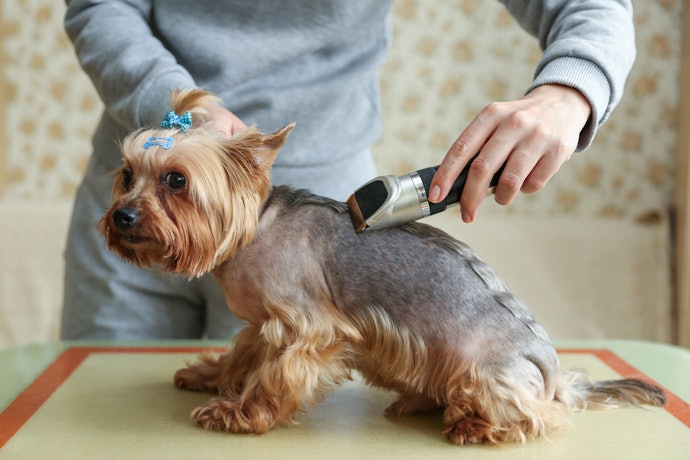 Se Busca um Tosador de Cachorro para Uso Doméstico, Considere o Tipo de Pelo do Seu Cão