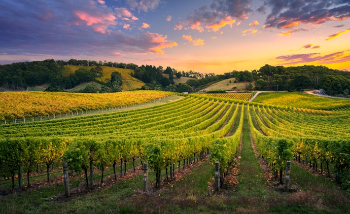 O Terroir da Região de Produção Terá Impacto no Sabor Final do Vinho