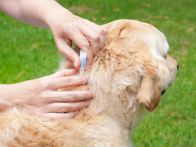 Para Cães Adultos que Rejeitam Comprimido, Prefira Vermífugos Tópicos