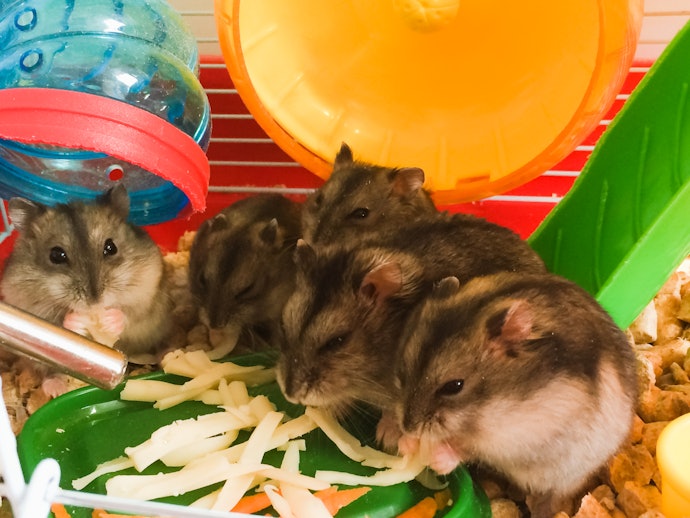 Filhotes e Fêmeas Prenhas Precisam de Nutrição Reforçada
