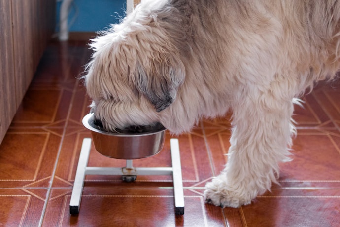 Para Cães Comilões Capriche na Capacidade do Comedouro