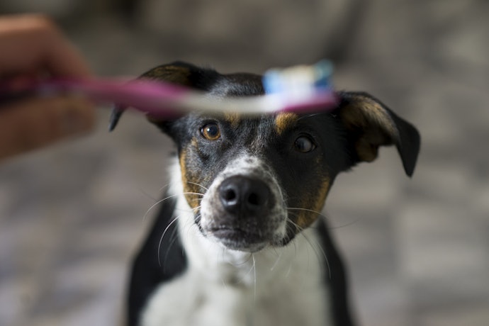 Se o Cão Não Tolera Escovação, Prefira Pastas que Funcionam com Baixa Fricção