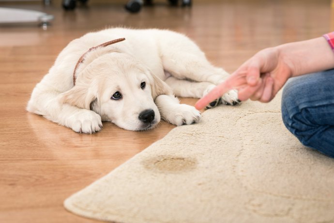Para Não Estragar a Superfície, Escolha um Eliminador de Odores para Cães Multiuso