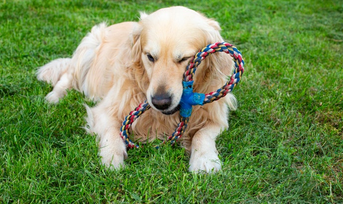 Para Cães Grandes com Mordida Forte: Brinquedos de Roer e de Puxar São Essenciais