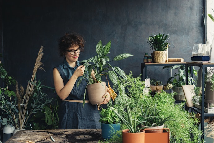 Se a Planta É de Porte Médio, Prefira Vasos com 35 cm de Diâmetro