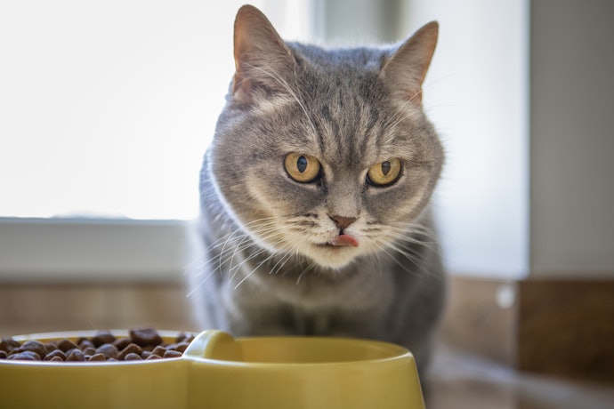 Se Seu Gato Tem Entre 1 e 9 anos, Escolha uma Ração para Gato Adulto