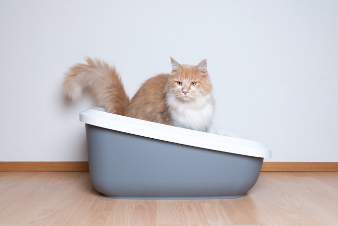Busca Caixa de Areia para Gatos Maine Coon? Opte por Modelos de 65x44x15 cm no Mínimo