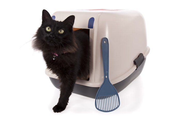 Para Locais Pouco Ventilados, Prefira Caixa de Areia para Gatos com Tampa
