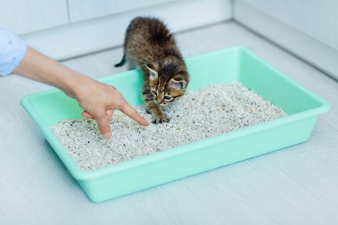 Se Quer uma Caixa de Areia para Gatos Filhotes, Escolha Aquelas de 50x40x8 cm