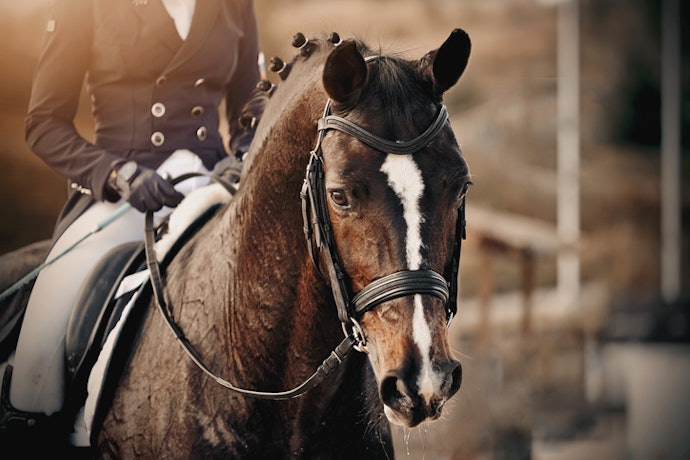 É Profissional de Equitação? Escolha o Cabresto para Cavalo de Competição