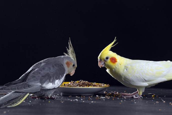Rações Extrusadas com Proporção 2:1 de Cálcio e Fósforo São Boas para Dieta de Aves Adultas