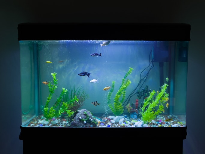 Se Tem Aquário com Poucos Peixes, Considere o Filtro Interno