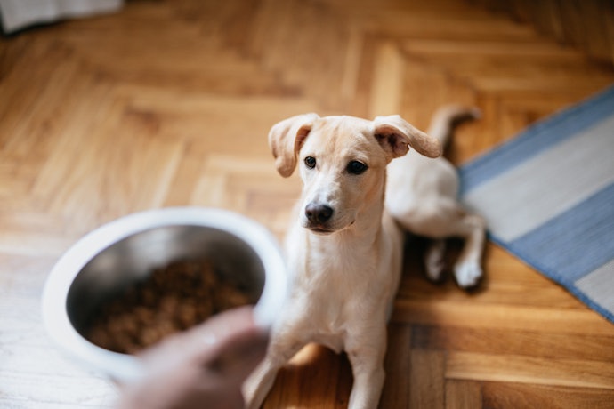 Para Cães Adultos, Escolha uma Ração Super Premium com Ômega 3, 6 e Zinco