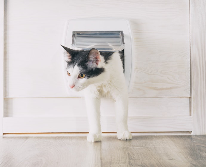 Para Controlar a Entrada e Saída do Gato, Escolha Portinhas com Sistema de 4 Vias
