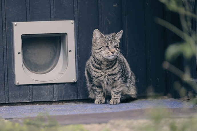 Se Seu Gato é de Porte Médio, Prefira uma Portinha Tamanho M