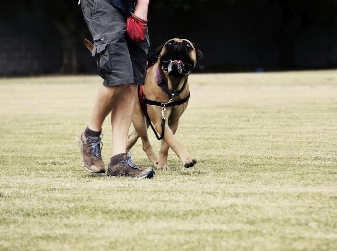 Para Cachorros Agitados, Opte por Coleiras Peitorais Antipuxão