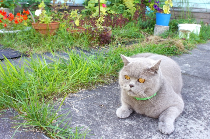 Para Facilidade de Uso e Longa Duração, Prefira a Coleira Antipulga para Gatos