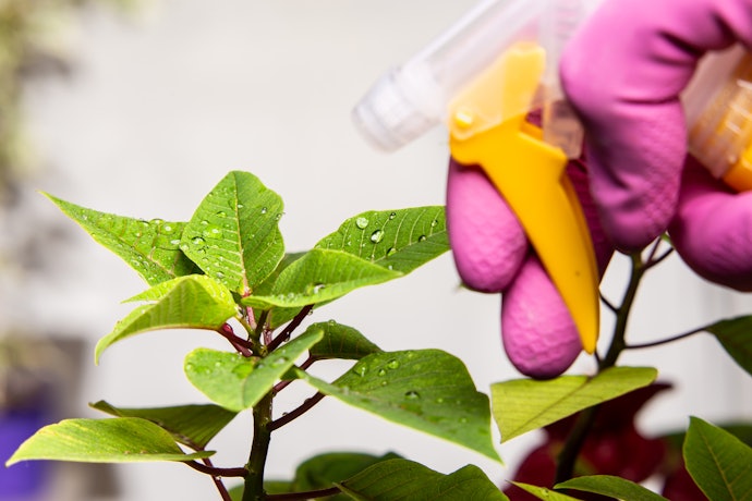Para Poucas Plantas e Fácil Aplicação, Prefira o Spray Pronto para Uso