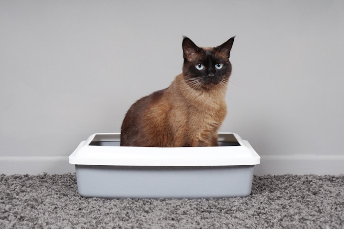 Para uma Caixa de Areia para Gatos Adultos, Prefira Opções de 60x40x12 cm