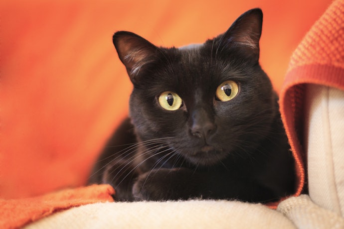 Shampoo para Gatos de Uso Geral: Busque Opções com Fórmulas Neutras