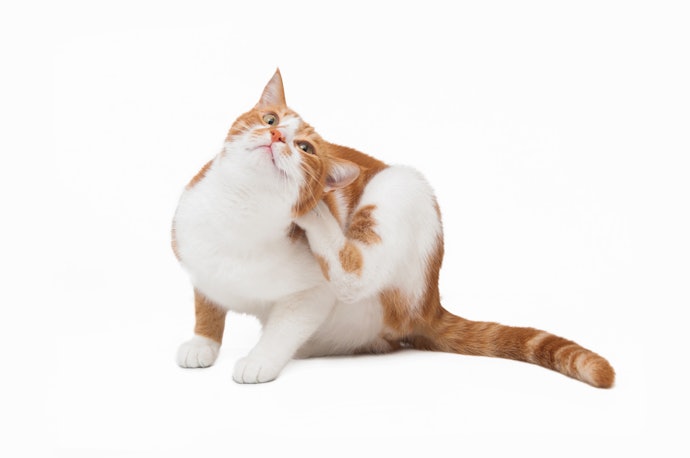 Shampoo Antipulgas para Gatos: Para Auxiliar no Controle das Pulgas