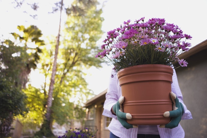 Se a Prioridade É Estimular Flores, Escolha Adubos com Potássio, Cálcio e Boro
