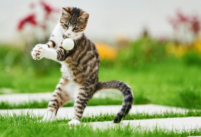 Para se Exercitar: Brinquedos com Pena ou Estilo Vara de Pescar