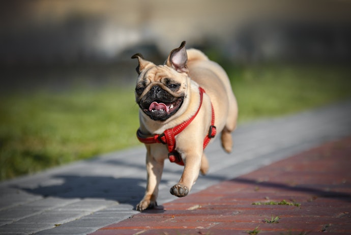 Está em Busca de uma Ração para Pug Adulto? Escolha Fórmulas com 25% de Proteína de Qualidade