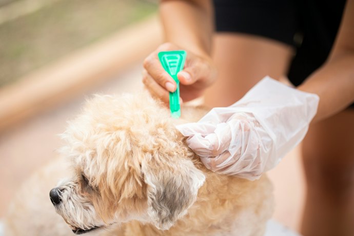 Se o Animal Tem Dificuldade para Engolir Comprimidos, Prefira Antipulgas para Cachorro em Pipeta