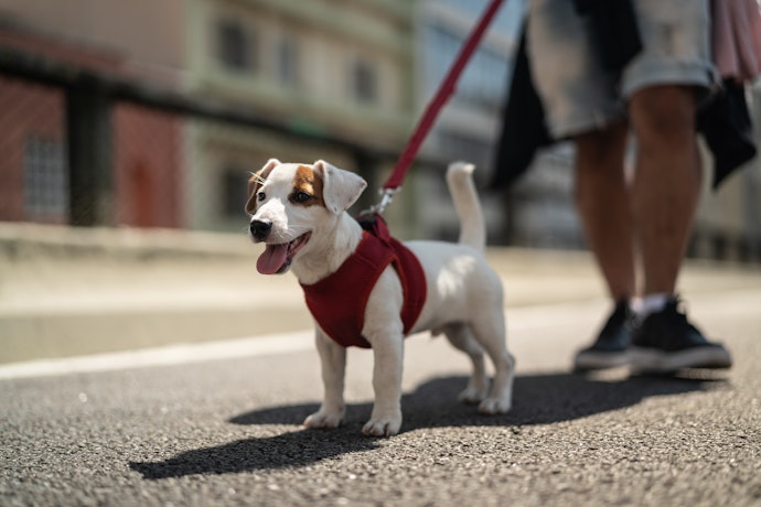 A Coleira Peitoral É Ótima para Guiar Cachorros Que Vão Começar a Passear