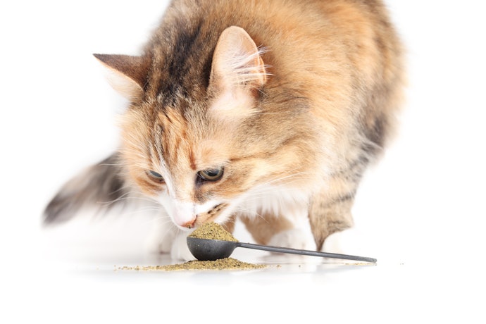 Para Manutenção da Saúde Intestinal no Dia a Dia, Opte por um Probiótico Pet em Pó