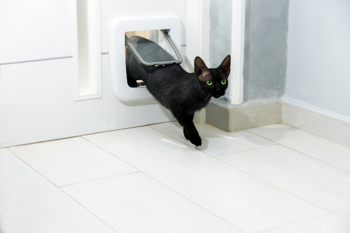 Se Seu Gato É Filhote ou de Porte Pequeno, Escolha uma Portinha P