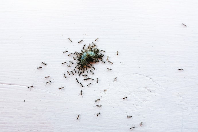 Inseticida em Isca: Ideal para Infestações