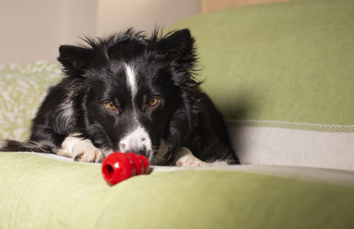 Para Cães Tímidos que Não Gostam de Brincar: Experimente Brinquedos de Lamber ou Recheáveis