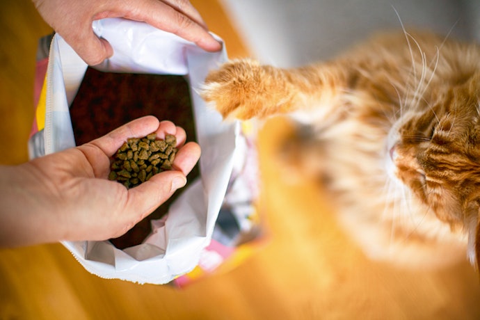Quer Oferecer Ingredientes Nobres? Escolha uma Ração para Gatos Filhotes Super Premium