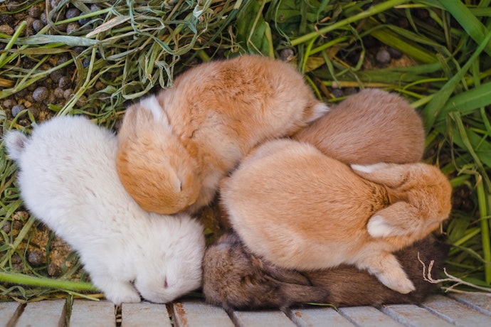 Coelhos Filhotes Precisam de uma Ração com Pelo Menos 15% de Proteína e Aditivos como DHA
