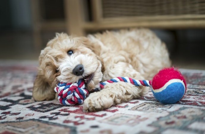 Brinquedo para Cachorro Morder: Ótimo para Todas as Fases, Principalmente os Filhotes