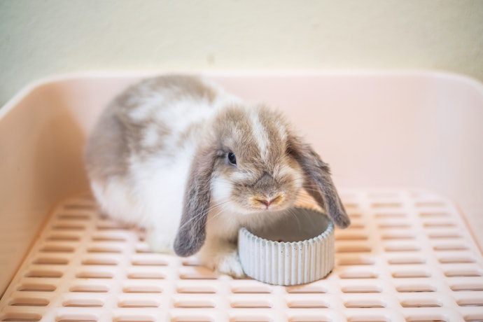 Para Mini Coelhos, Rações com Grãos Menores Facilitam a Alimentação