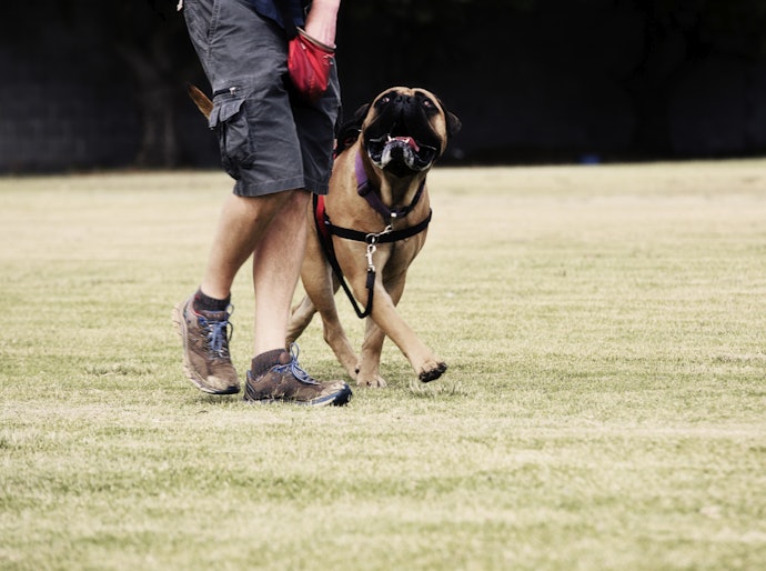 Para Cachorros Agitados, Opte por Coleiras Peitorais Antipuxão
