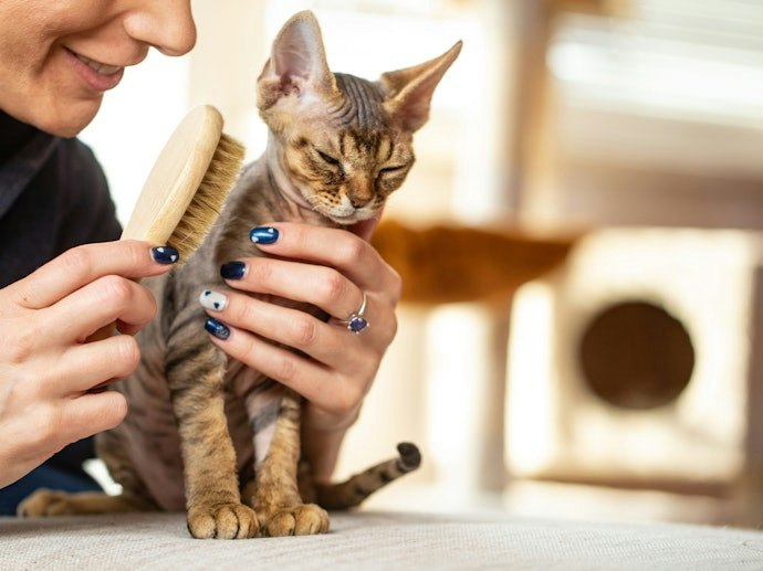 Se Busca uma Escova para Gatos de Pelo Curto, Prefira Modelos de Borracha e Silicone ou Luvas