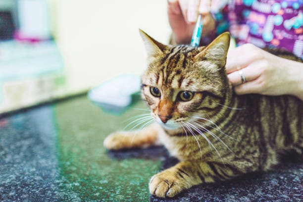 Para uma Opção Fácil de Usar e Acessível, Opte por Pipeta Antipulga para Gato