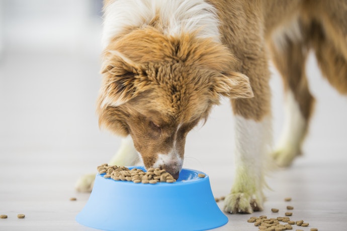 Para Oferecer Nutrição Completa na Velhice, Prefira Ração uma Natural para Cães Idosos