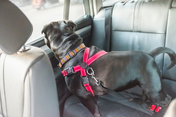 Adaptador: Modelos com 80 cm de Comprimento São Ideais para Cães Grandes