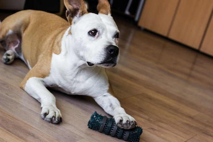 Para Cães Grandes que Ficam Sozinhos: Brinquedos Recheáveis e Resistentes São a Solução
