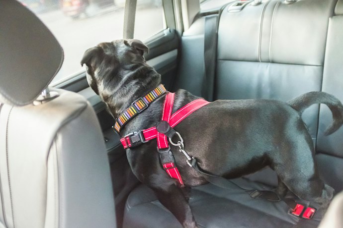 Adaptador: Modelos com 80 cm de Comprimento São Ideais para Cães Grandes